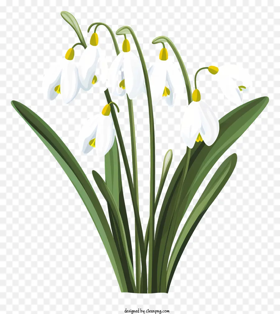 Beyaz çiçekler，Yumuşak Kavisli şekil PNG