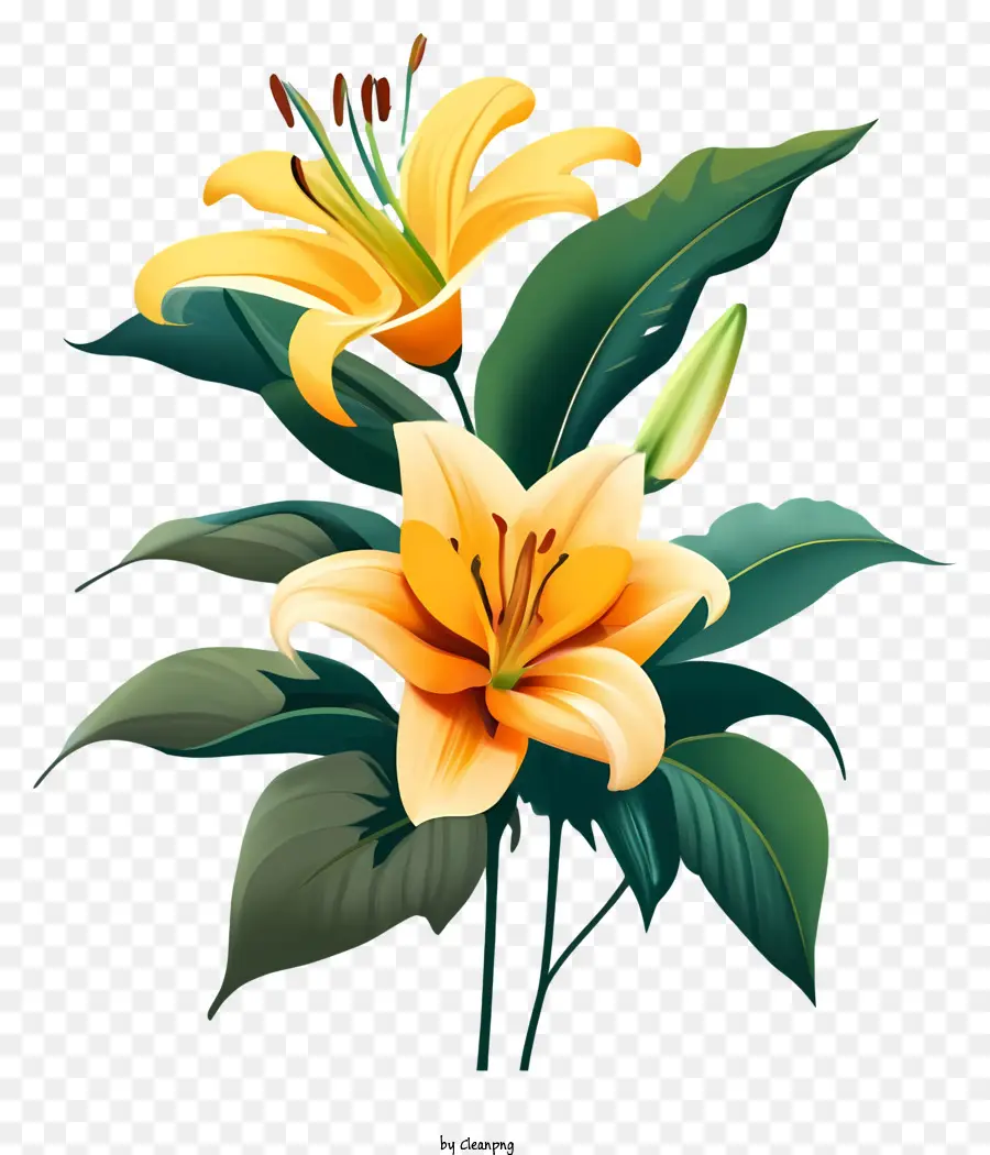 çiçek，Sarı Zambak PNG