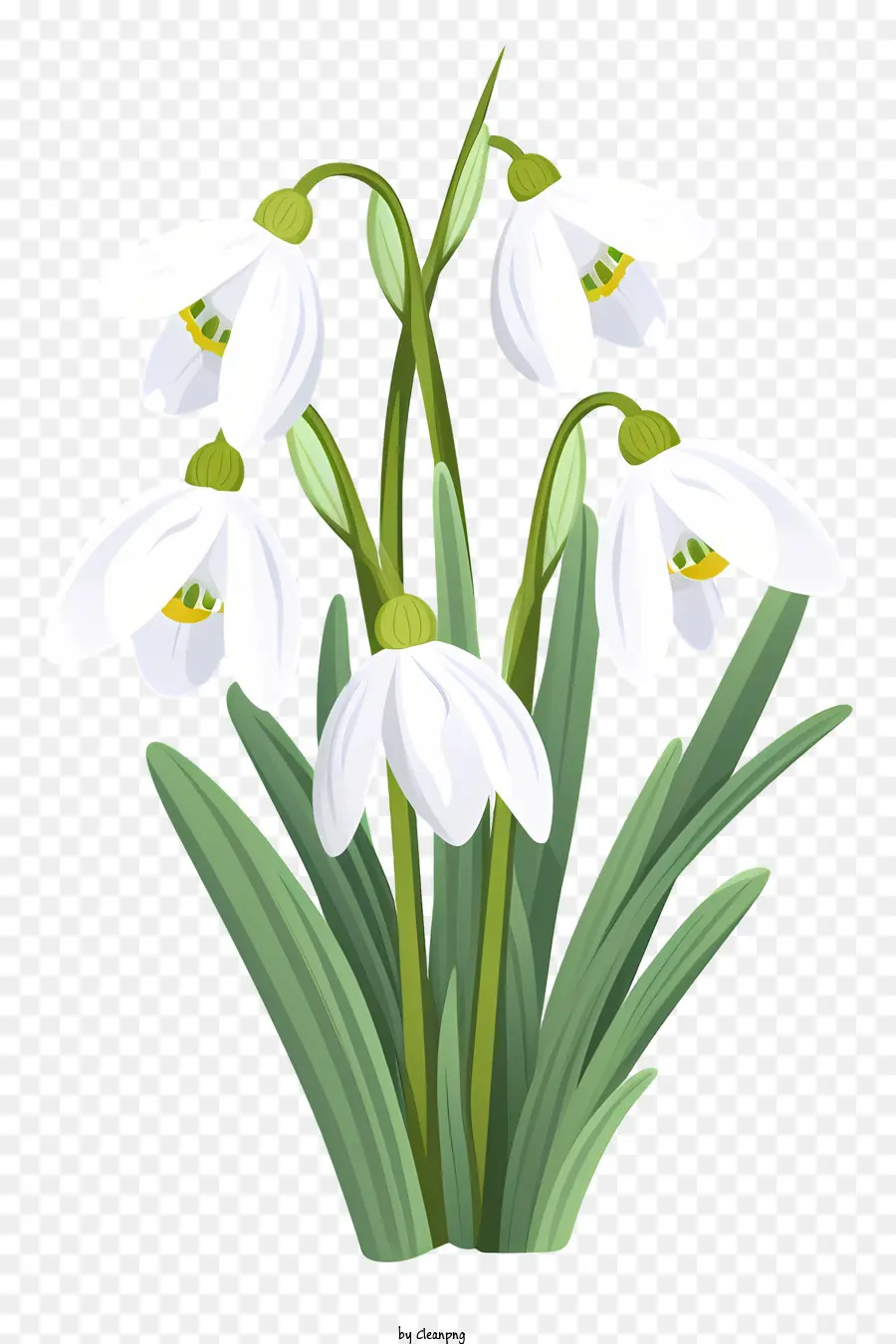 Beyaz çiçekler，Yeşil Yaprakları PNG
