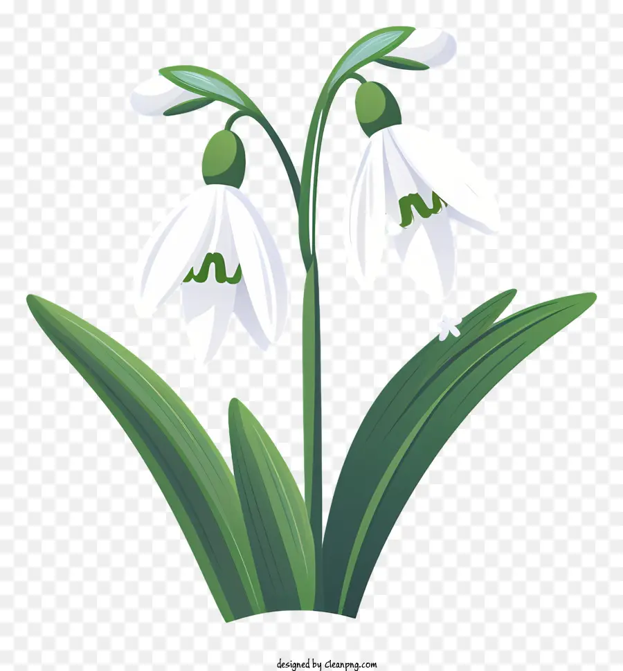 Beyaz çiçekler，Yeşil Yaprakları PNG