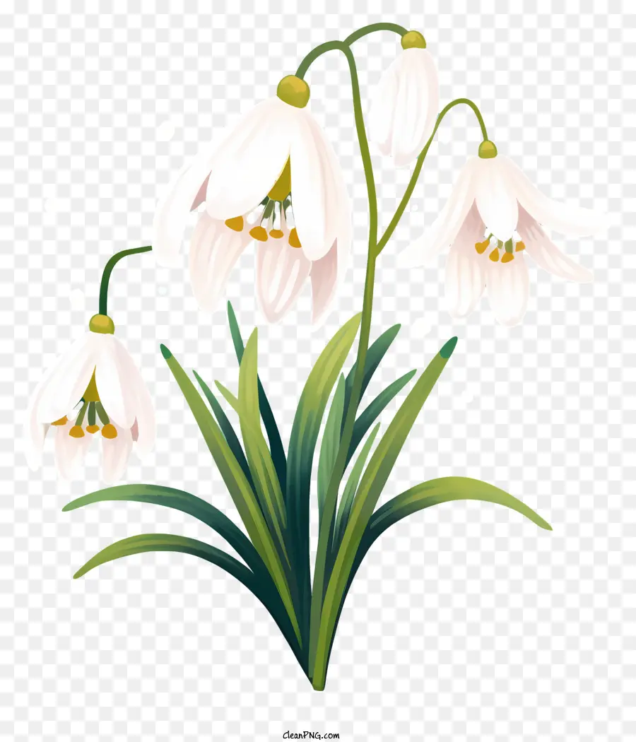Snowdrops Çiçeği，Beyaz çiçek PNG