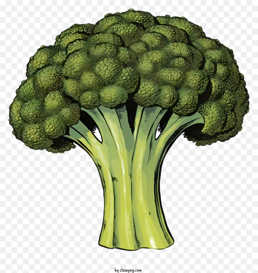 Taze Brokoli，Yeşil Florets PNG