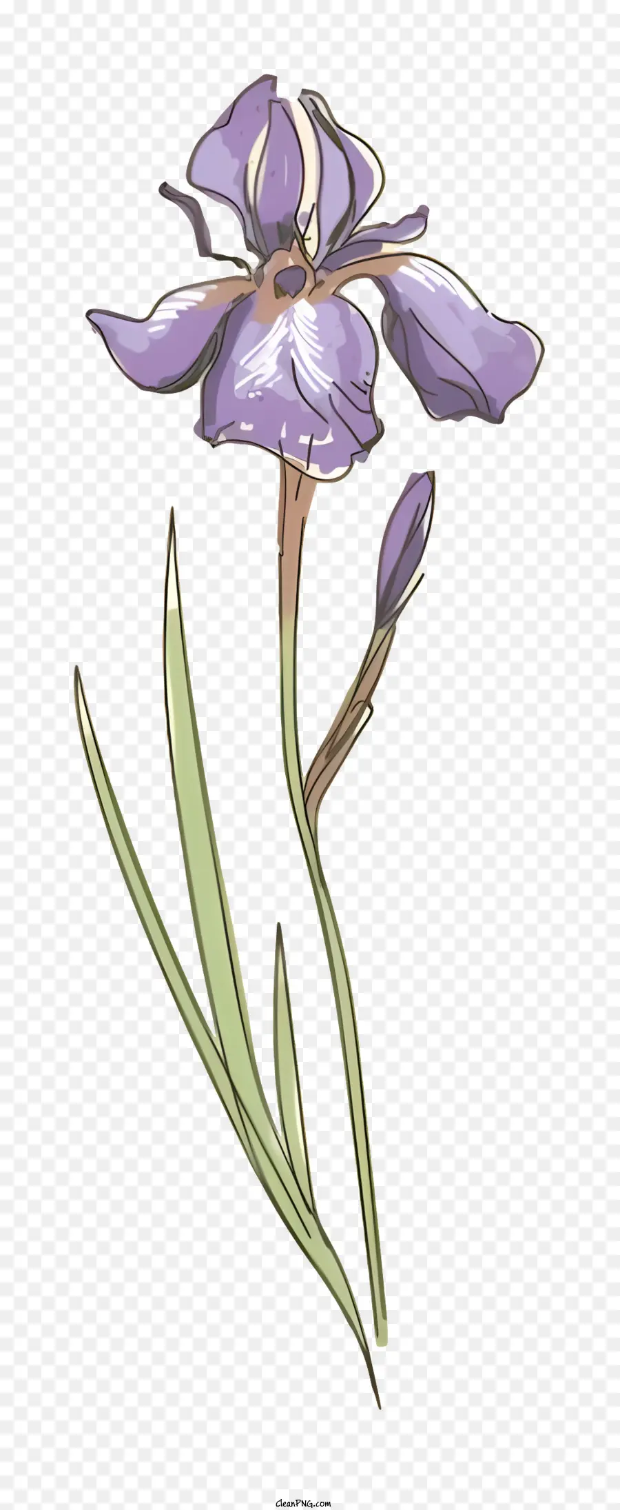 Mor Iris çiçeği，Iris çiçeği Kök PNG