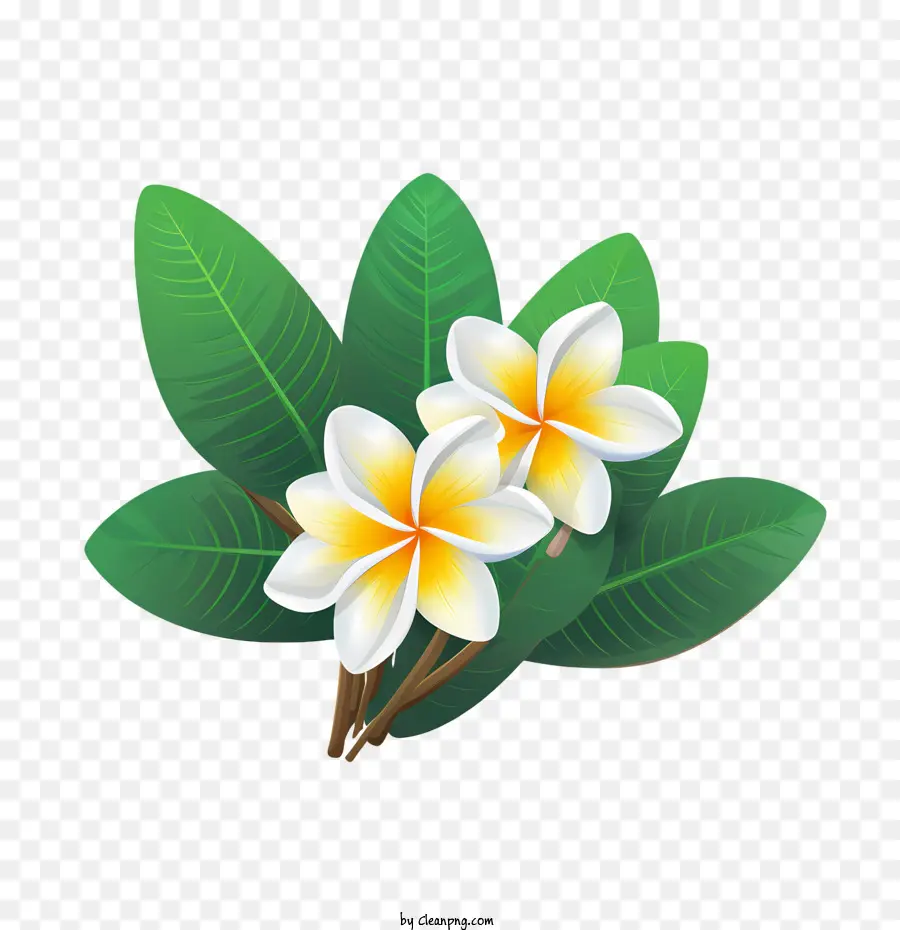 Plumeria çiçek，çiçek PNG