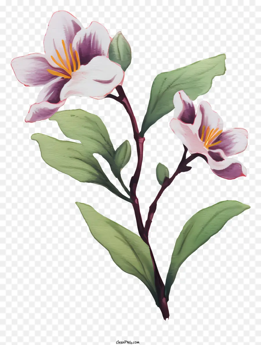 Beyaz çiçek，Pembe çiçek PNG