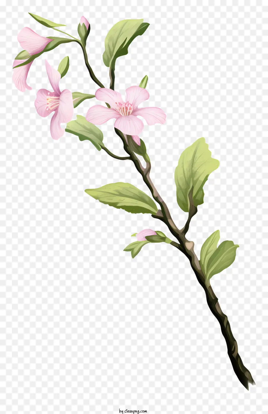 çiçek，Pembe Yaprakları PNG