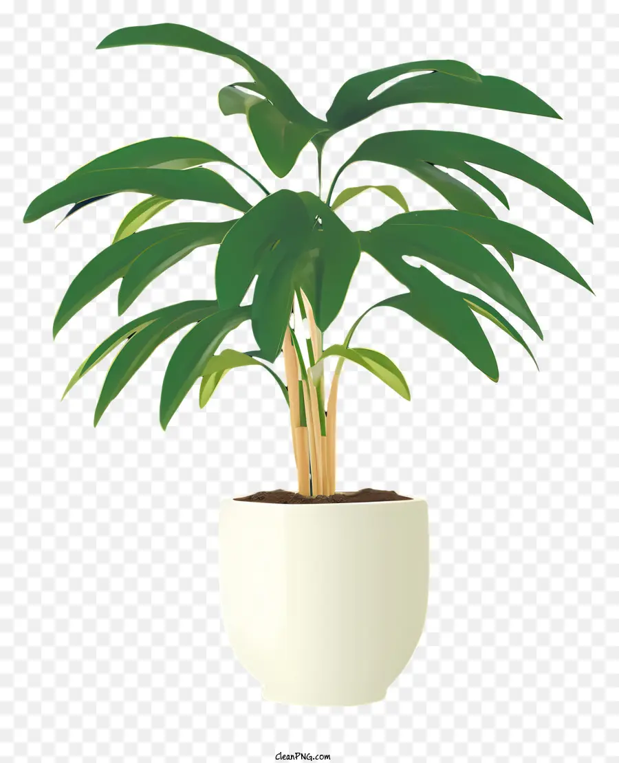 Büyük Bitki，Beyaz Pot PNG