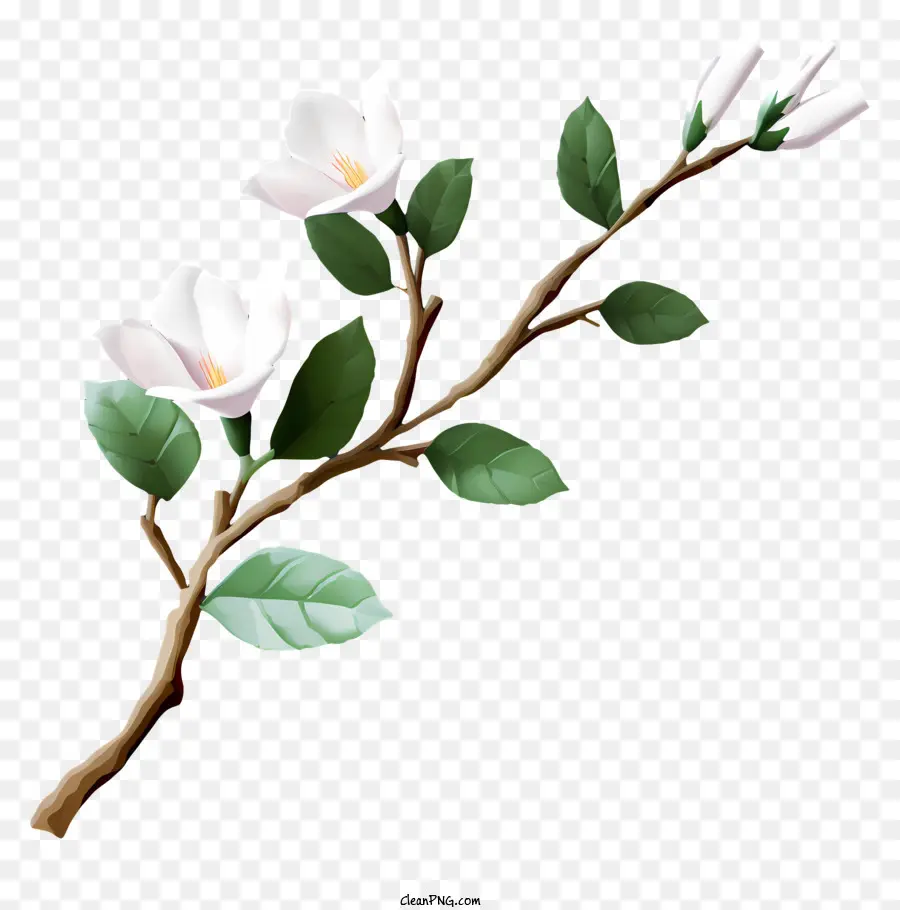 Beyaz çiçekler，Şube PNG