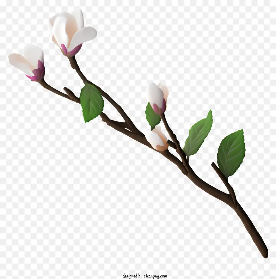 Ağaç Dalı，Beyaz çiçekler PNG