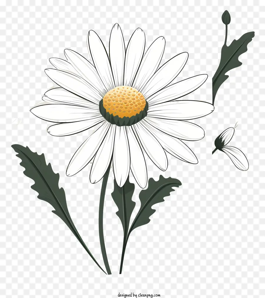 Beyaz Papatya，Beş Petaled Çiçek PNG