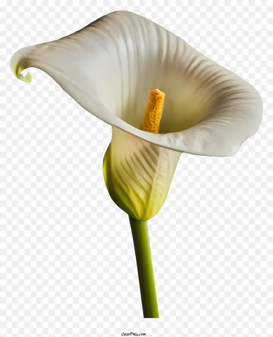 Calla Lily，Beyaz çiçek PNG