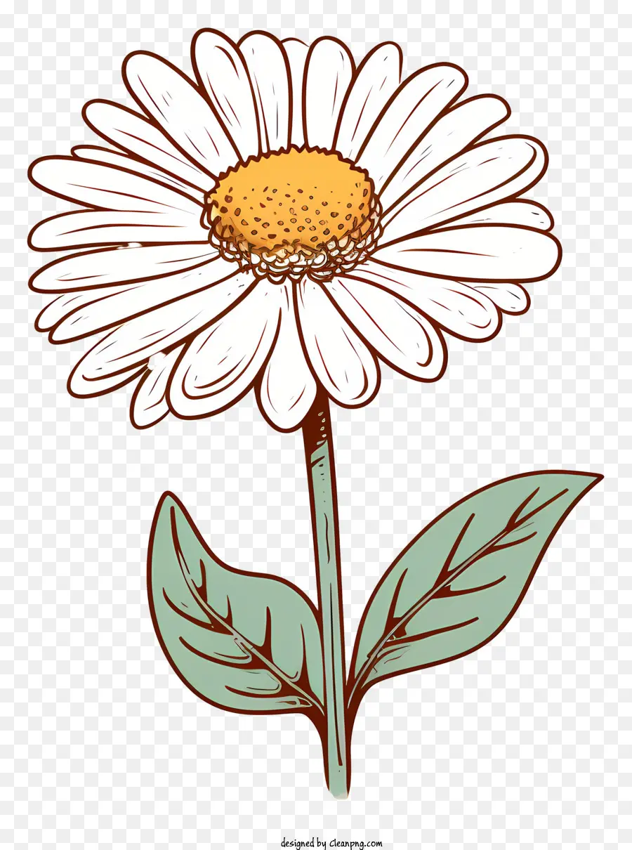 Beyaz Papatya，Daisy çiçek PNG