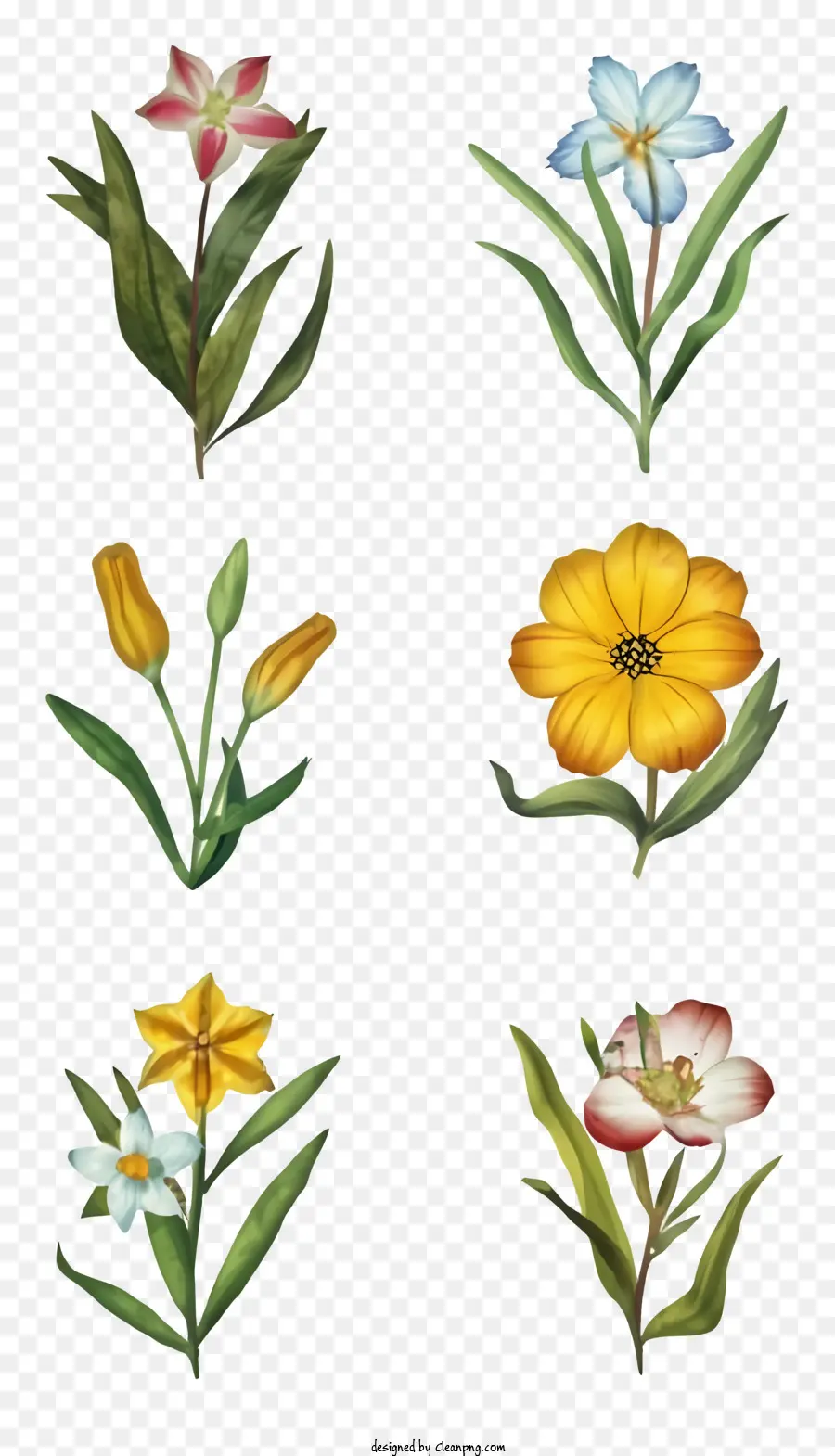 Renkli çiçekler，çiçek Resimleri PNG