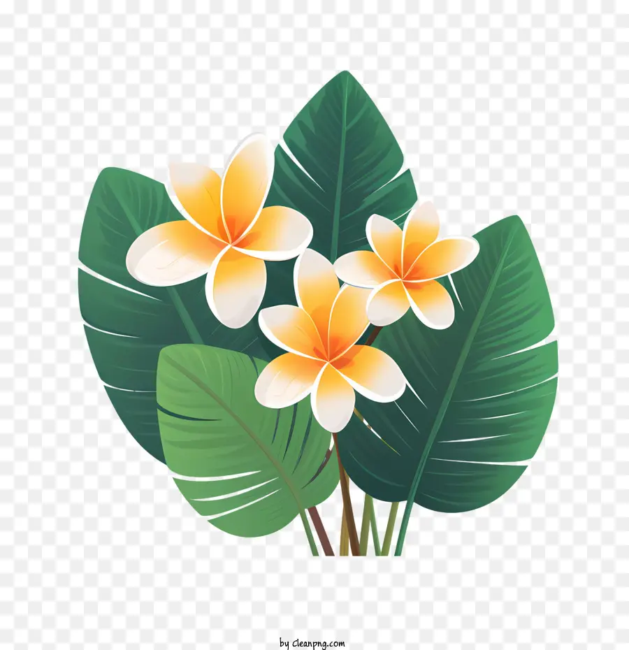 Plumeria çiçek，Flora PNG