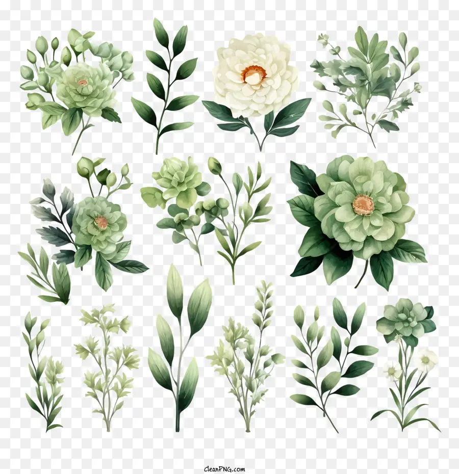 Yeşil Yaprakları，Beyaz çiçekler PNG
