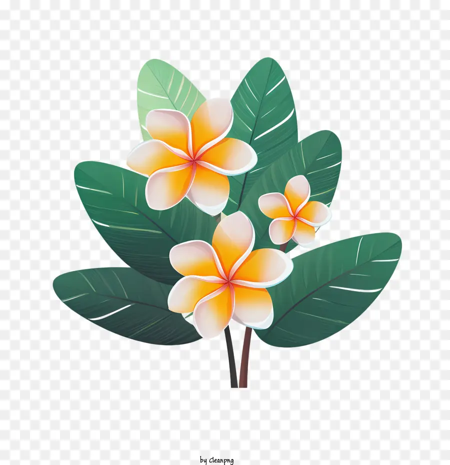 Plumeria çiçek，Fraktal PNG