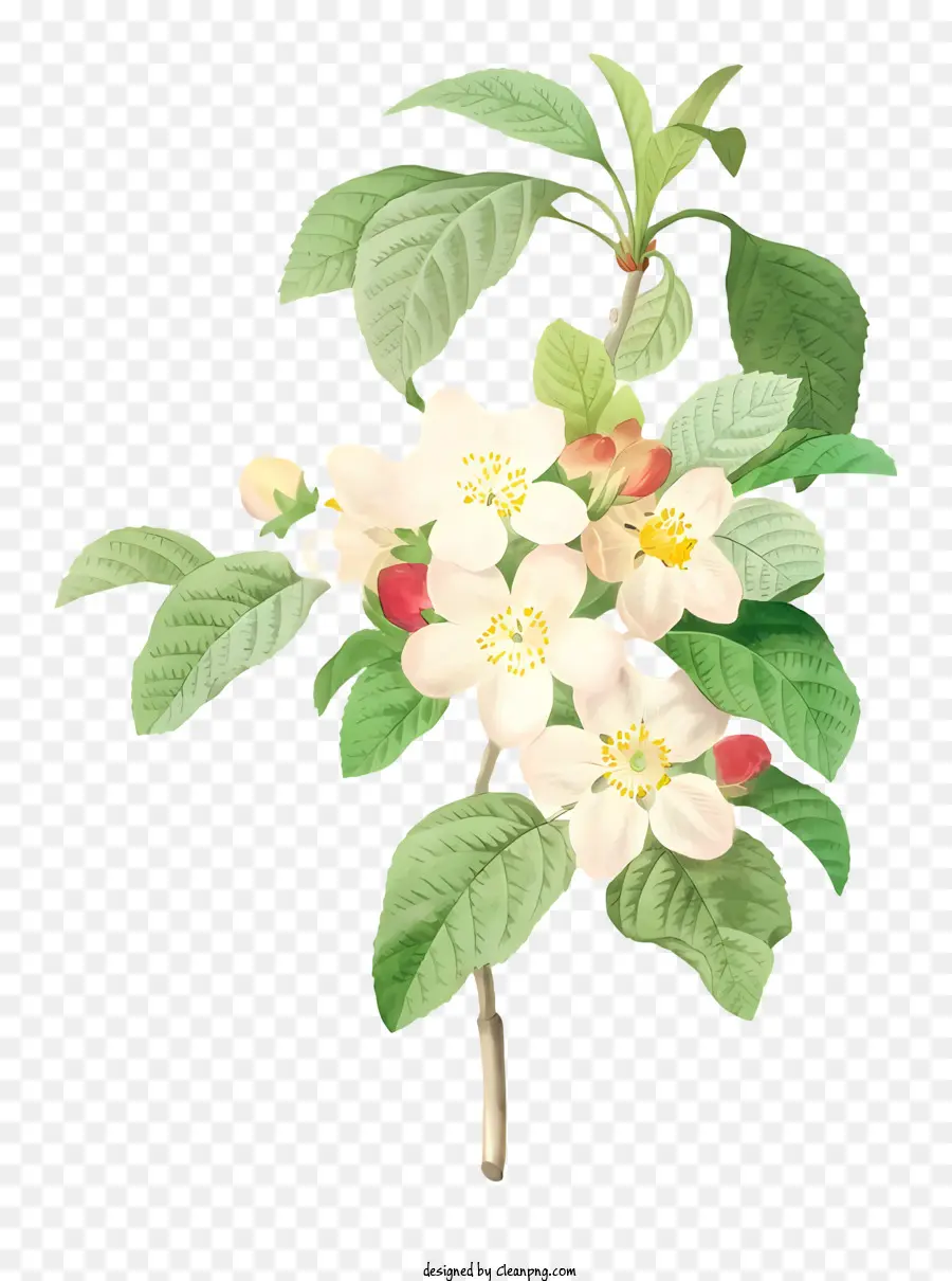 Beyaz Elma Ağacı，Beyaz çiçekler PNG