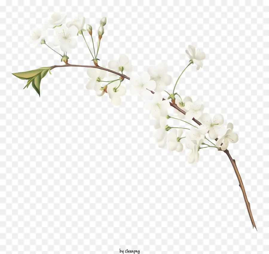Beyaz çiçeklerin Dalı，Çiçek Kümesi PNG