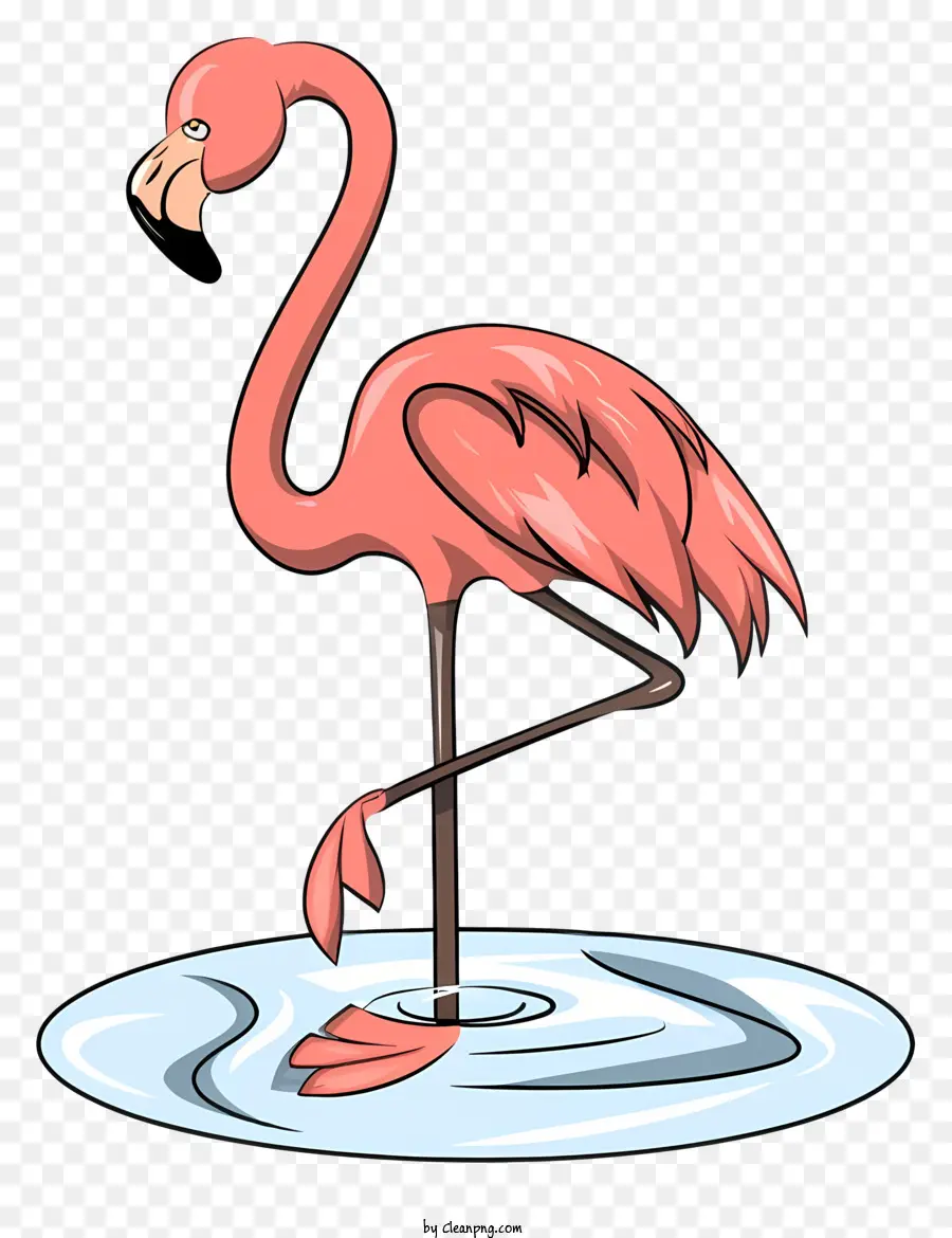 Pembe Flamingo，Kuş PNG