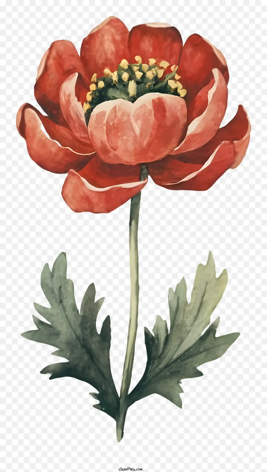 Suluboya Resim，Kırmızı Haşhaş çiçeği PNG