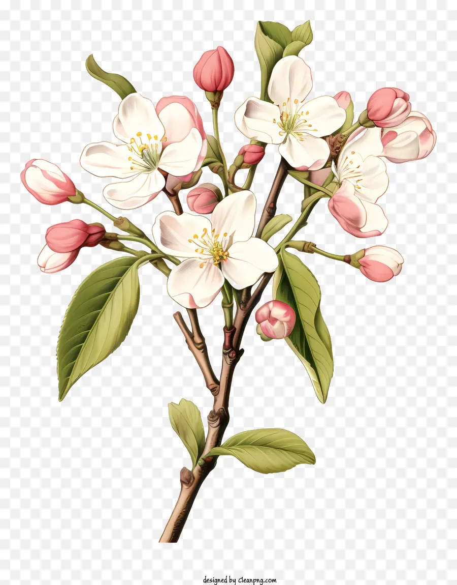 Ağaç Dalı，çiçek Açan çiçekler PNG