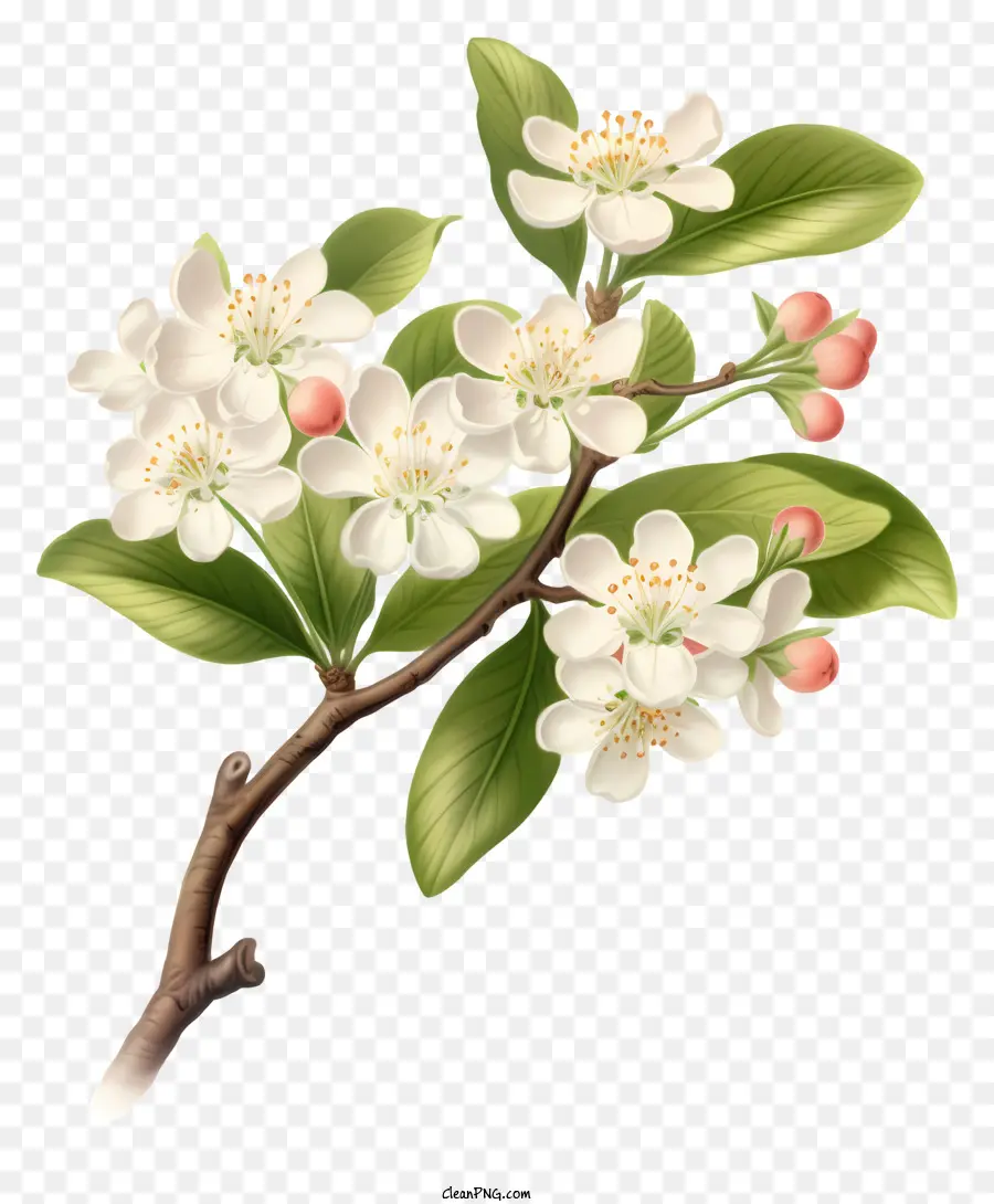 Elma çiçekleri，Beyaz Çiçekler PNG