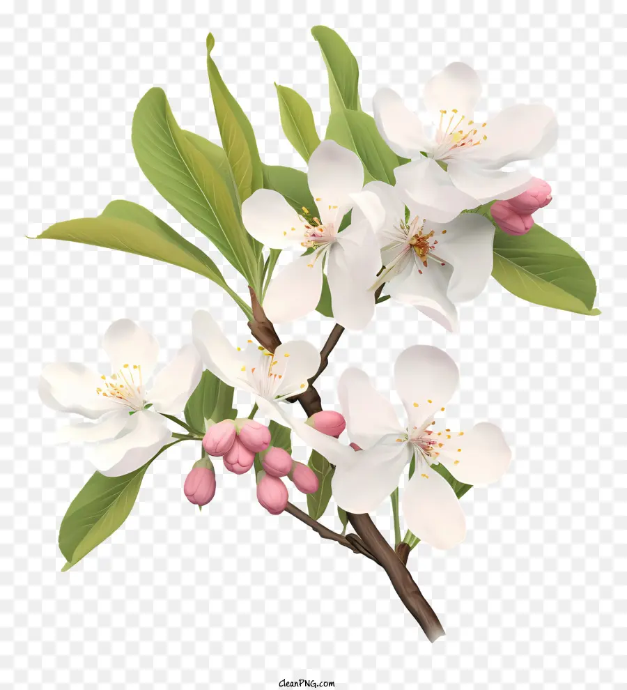 Beyaz Elma çiçeği，Tam Bloom PNG