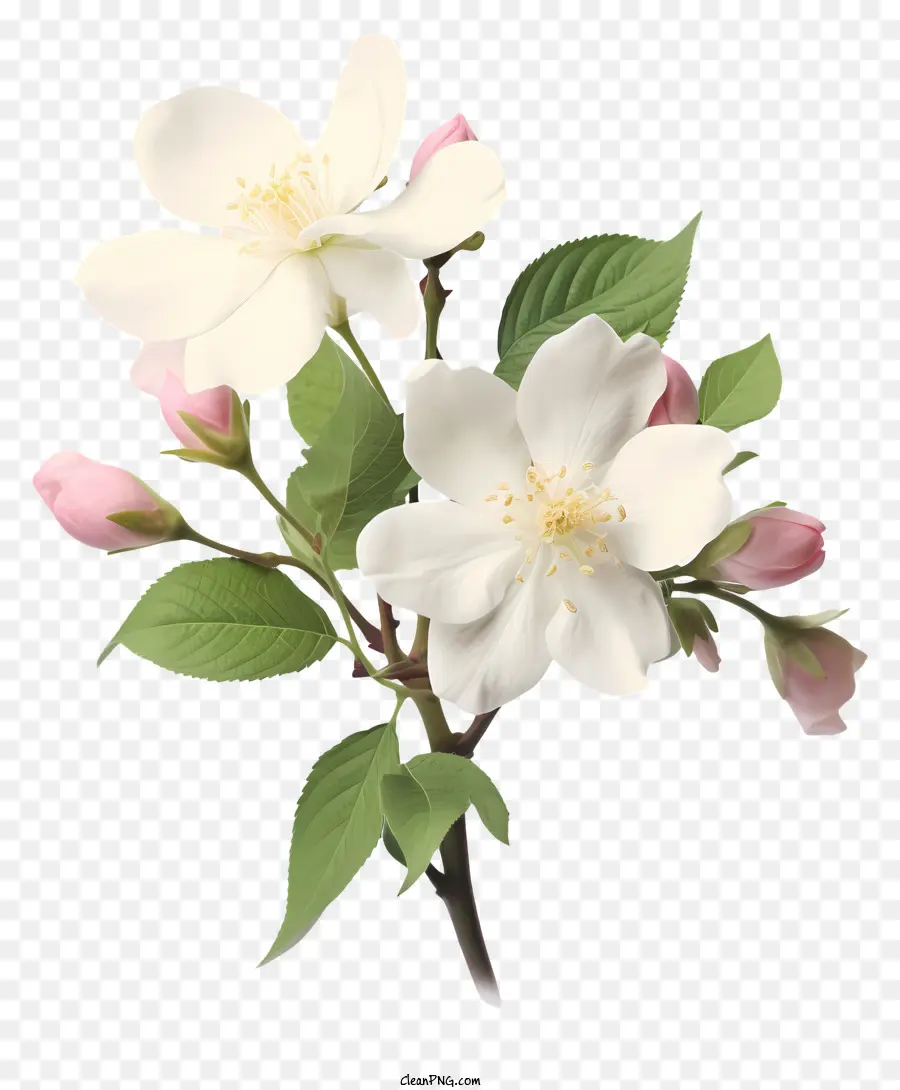 Elma çiçeği，Beyaz PNG