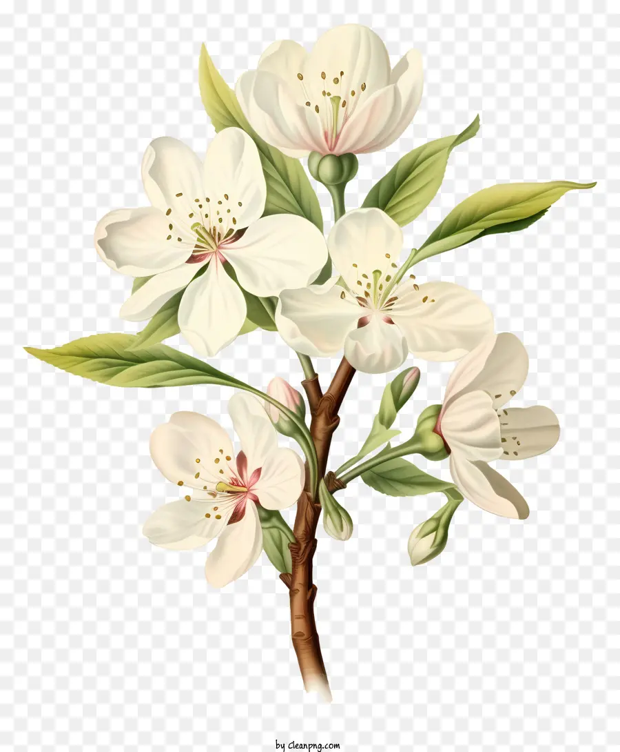 Ağaç Dalı，Beyaz Çiçekler PNG