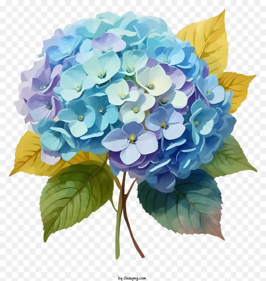 çiçek Buketi，Mavi Ortanca Çiçek PNG