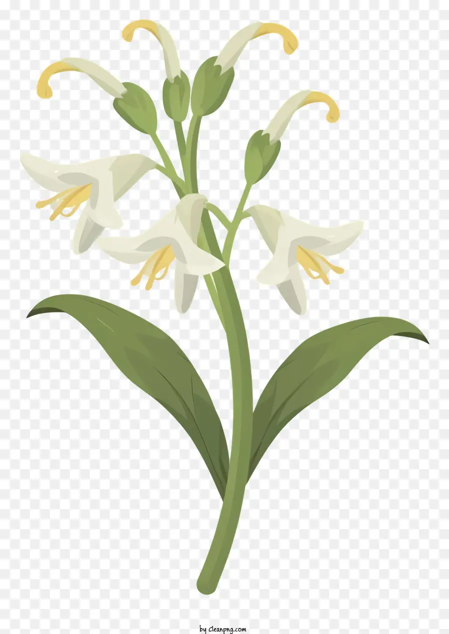 Beyaz çiçek，Yeşil Sapları PNG