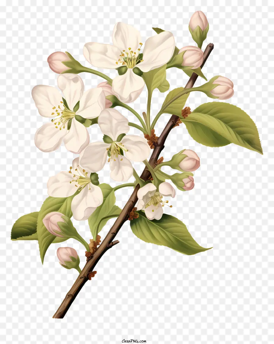 Elma Ağacı，çiçek PNG