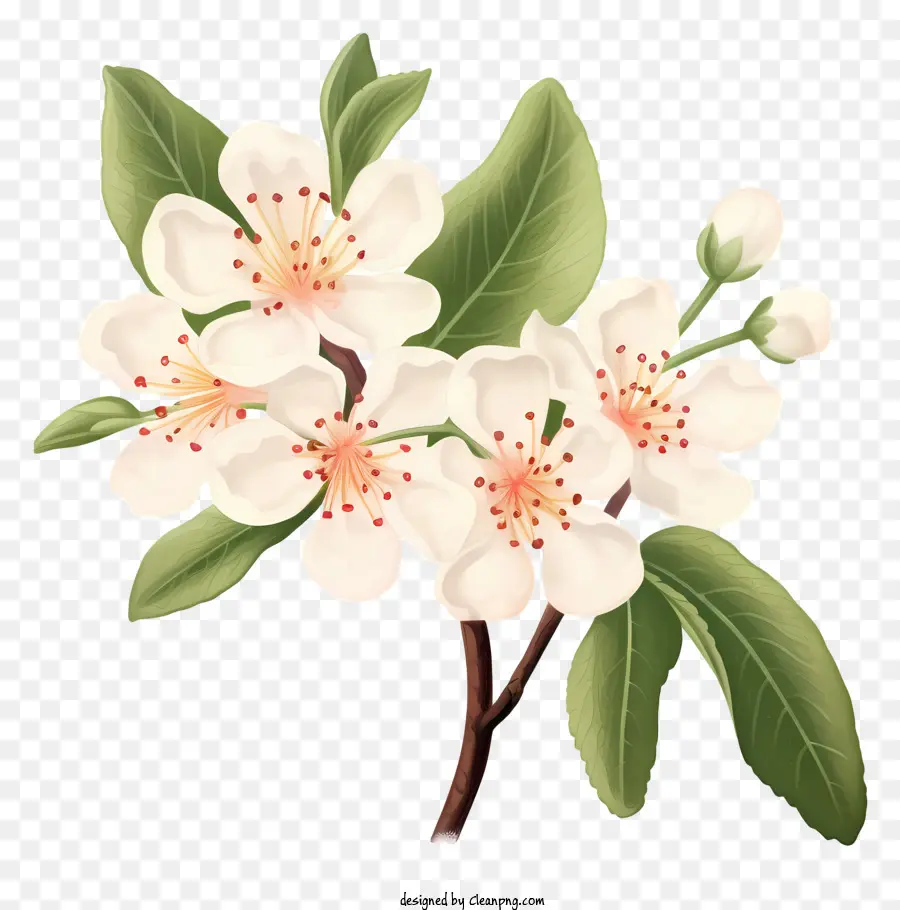çiçek，Pembe Yaprakları PNG