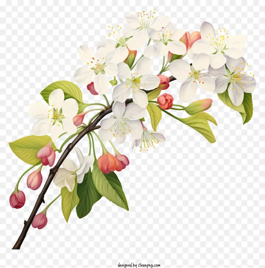çiçekli Ağaç，Beyaz çiçekler PNG