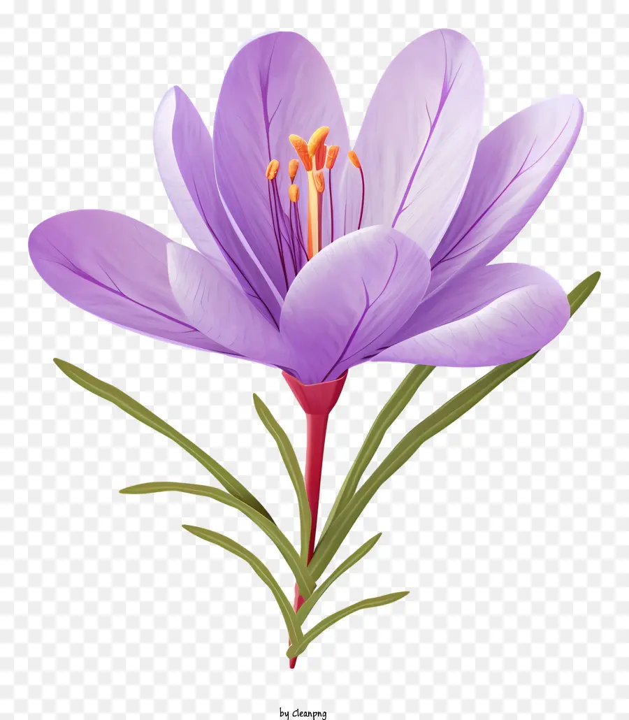 Mor çiçek，Safran çiçeği PNG
