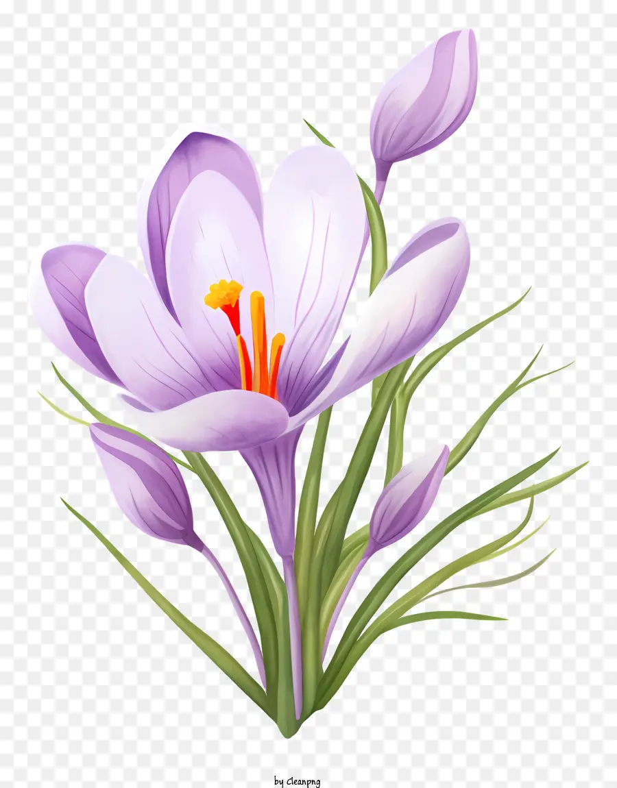 Pembe çiğnek，Güzel çiçek PNG