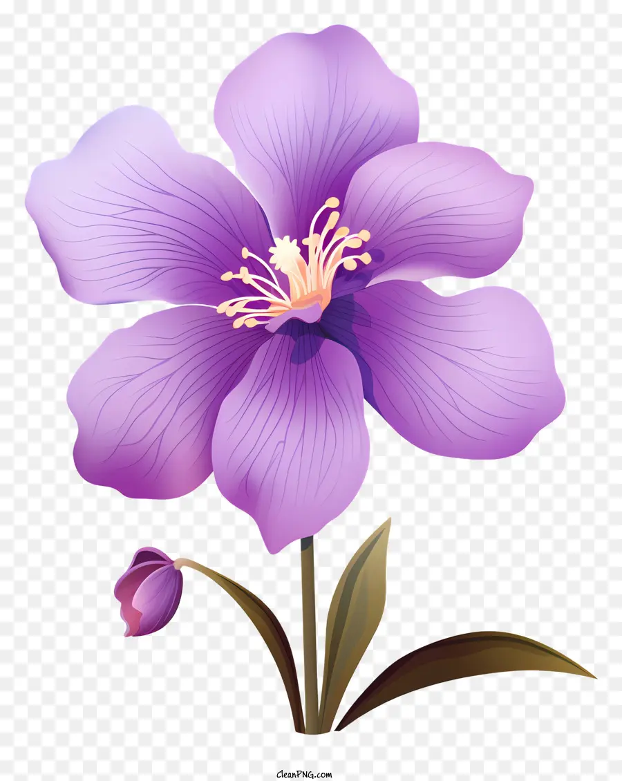 Mor Ebegümeci，çiçek Yaprakları PNG