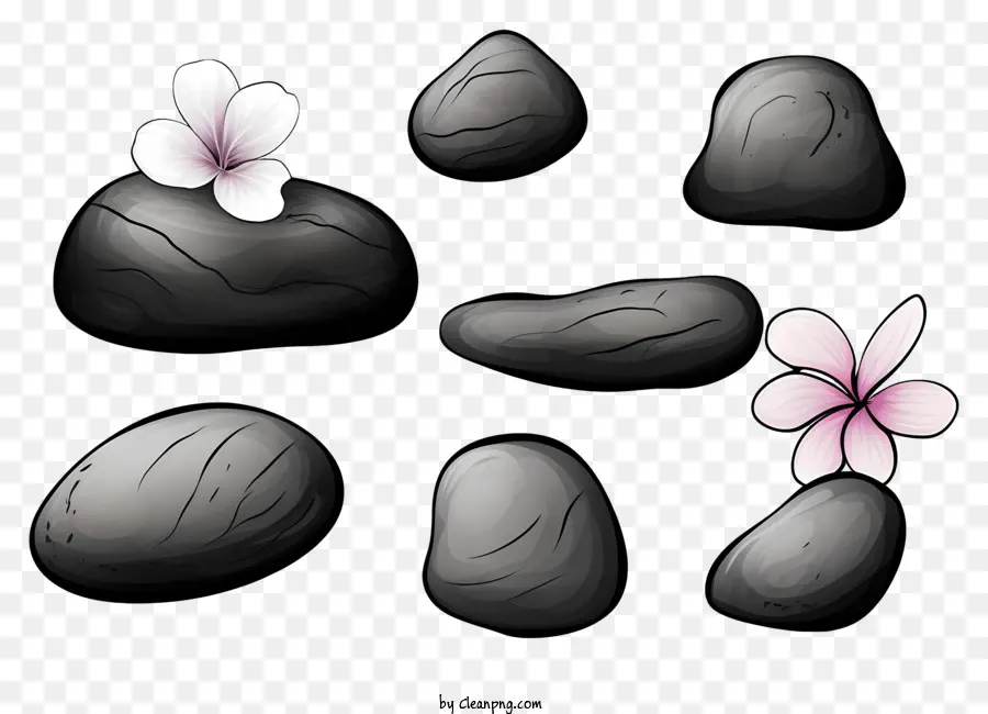 Siyah Kayalar，Beyaz çiçek PNG