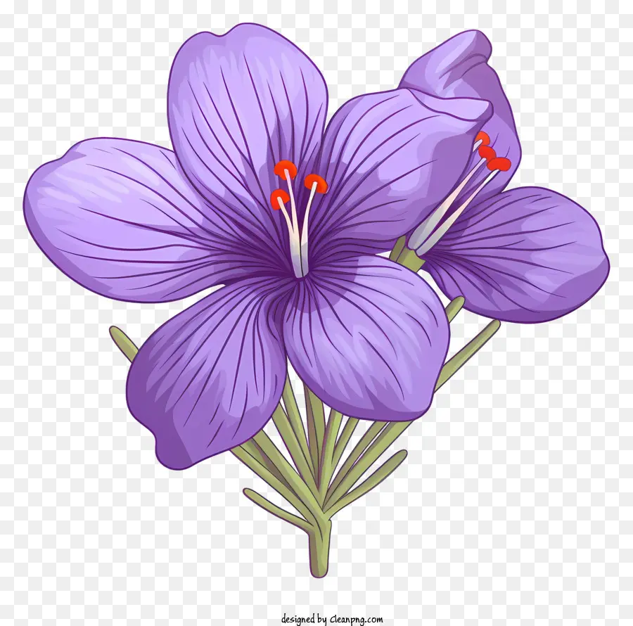Mor Iris，Sampogea Grandiflora PNG