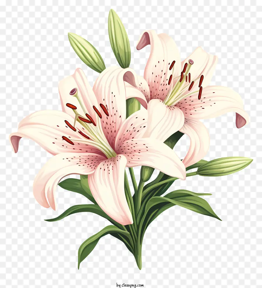 Pembe Lilyum，Çiçek çiçek PNG