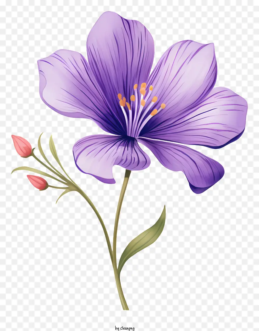 Mor çiçek，Beş Petaled Çiçek PNG