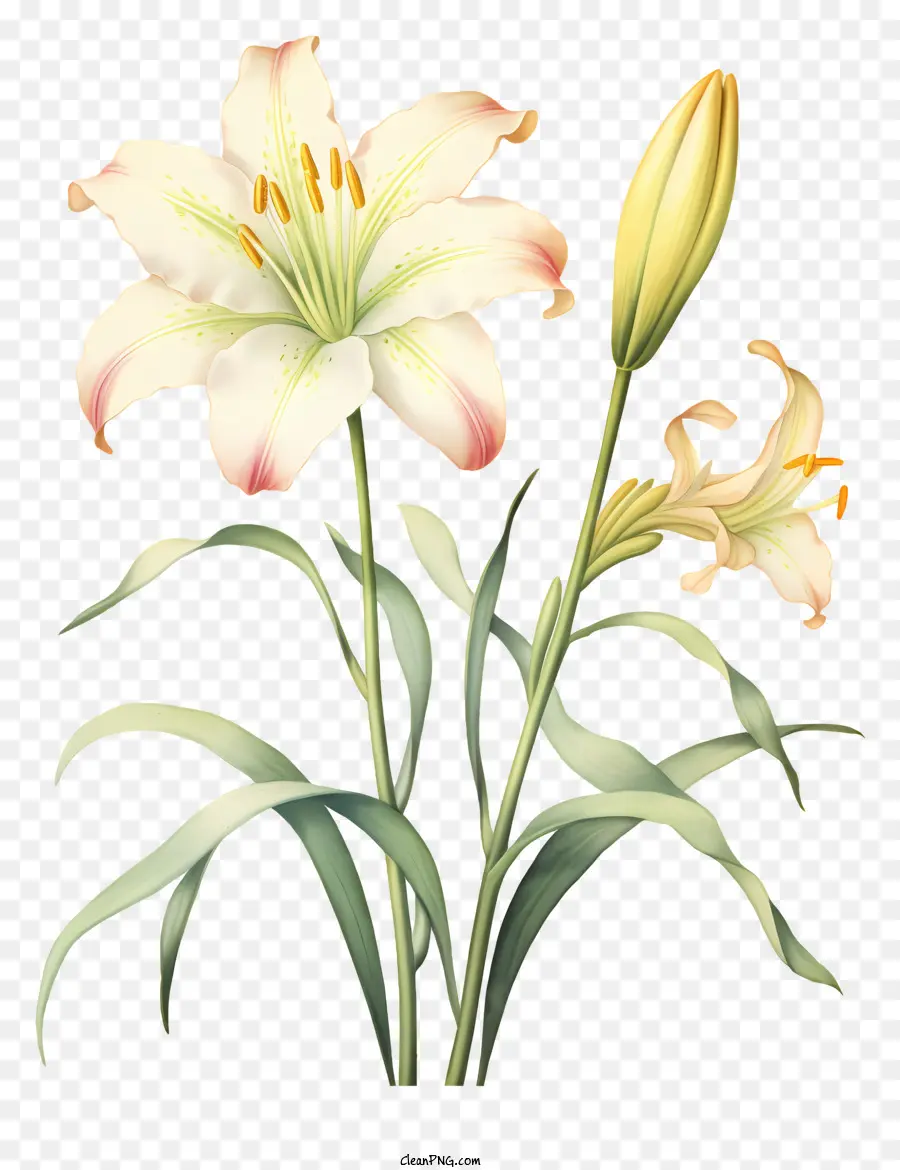 Beyaz Zambak，Bloomed Lily PNG
