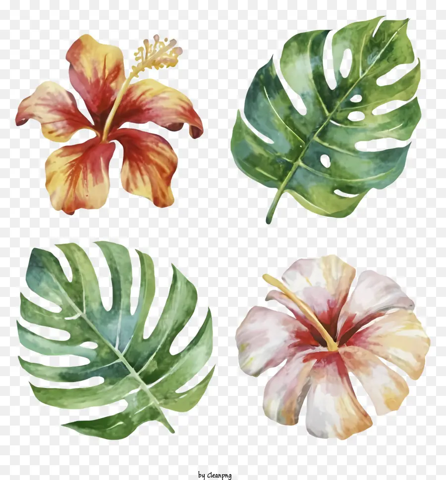 Tropikal çiçek，Hibiscus çiçek PNG