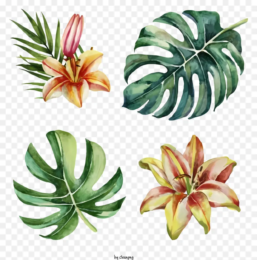 Tropikal Bitkiler，Zambak PNG