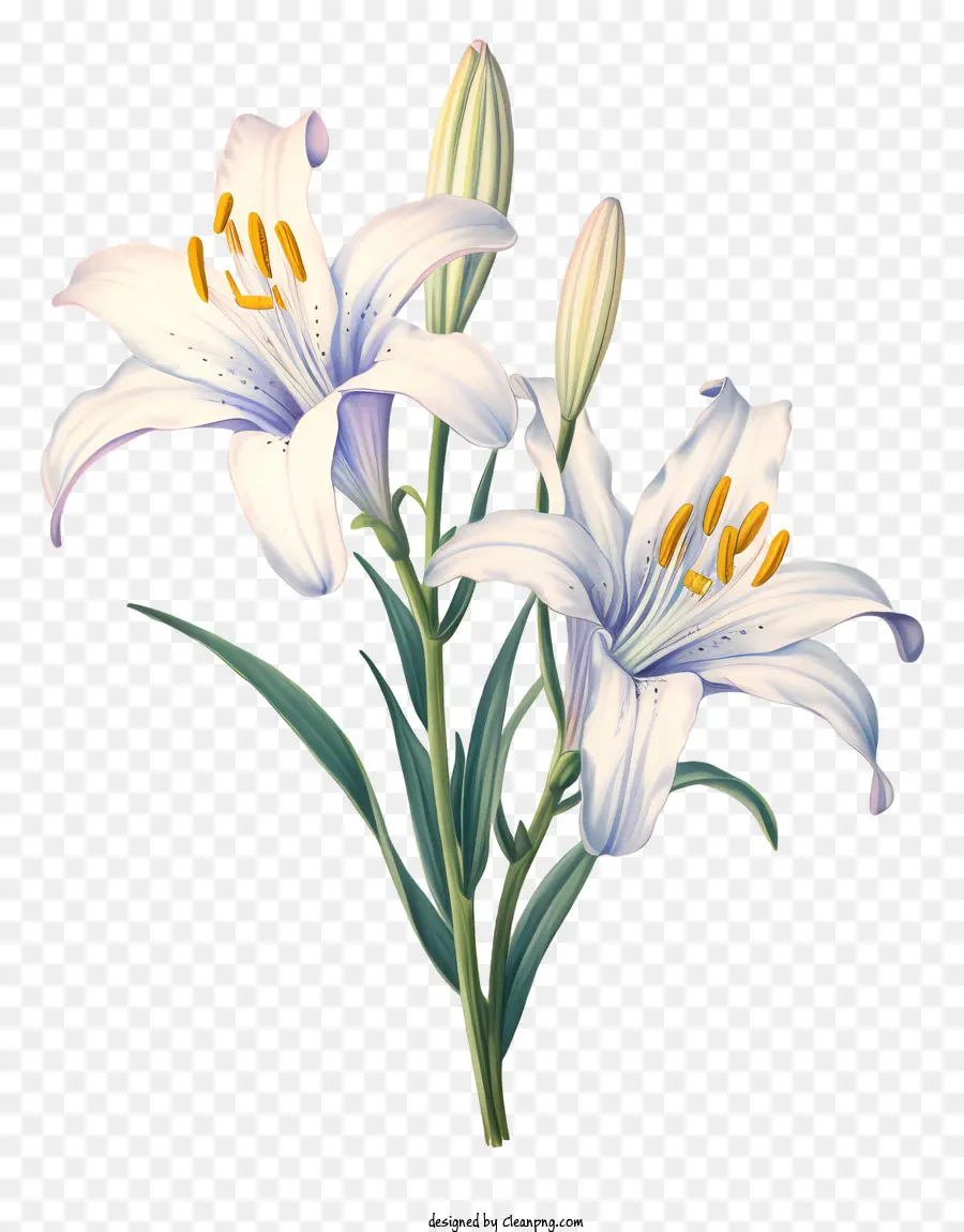 Beyaz Lilyum，Yaprakları PNG