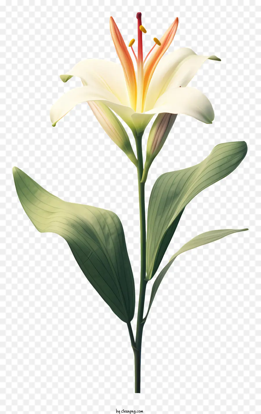 Beyaz Zambak çiçeği，Bahçe çiçek PNG