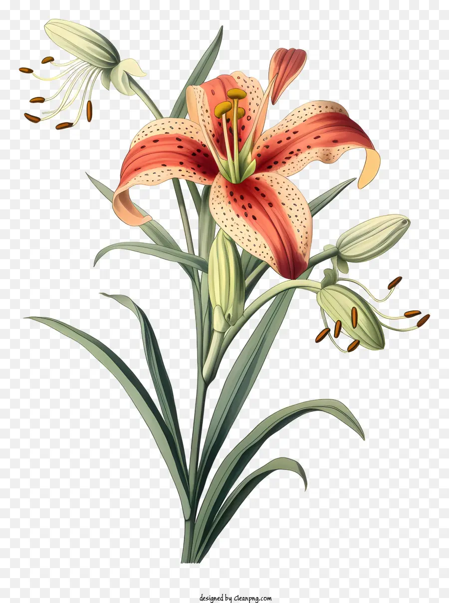 Lily Bitki，Portakal Yaprakları PNG