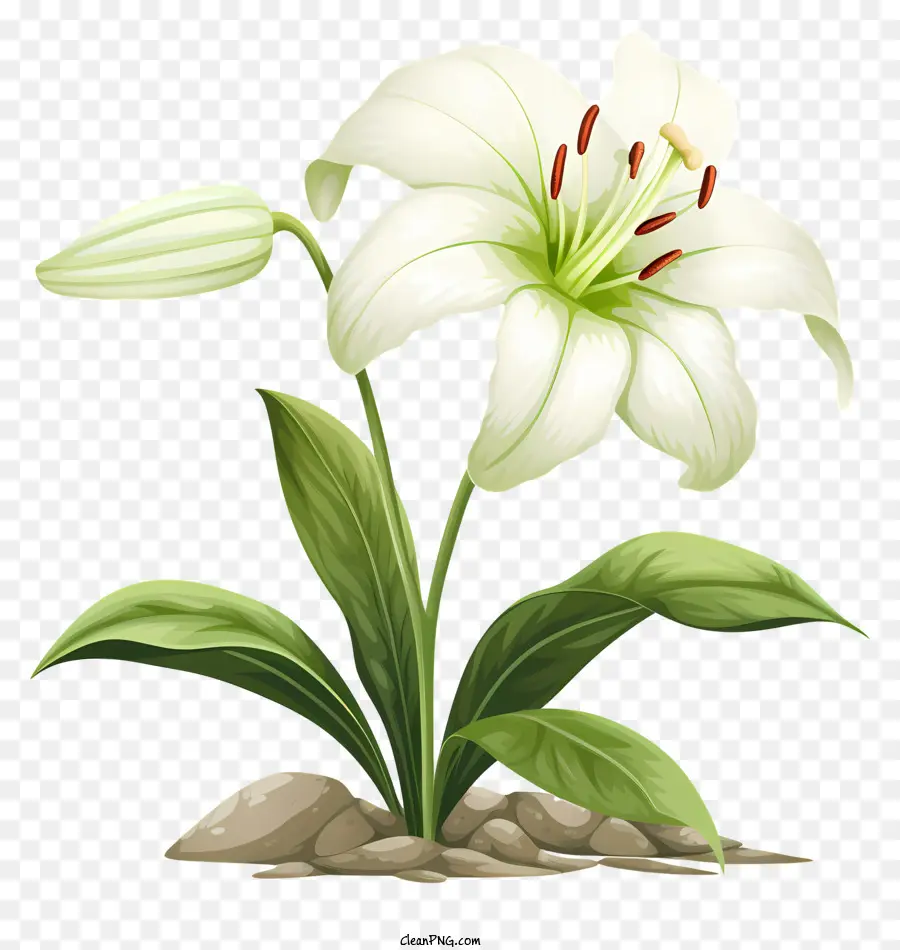 Beyaz Zambak çiçeği，Yeşil Sap PNG