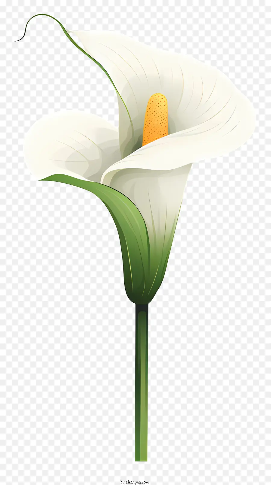 Calla Lily，çiçek PNG