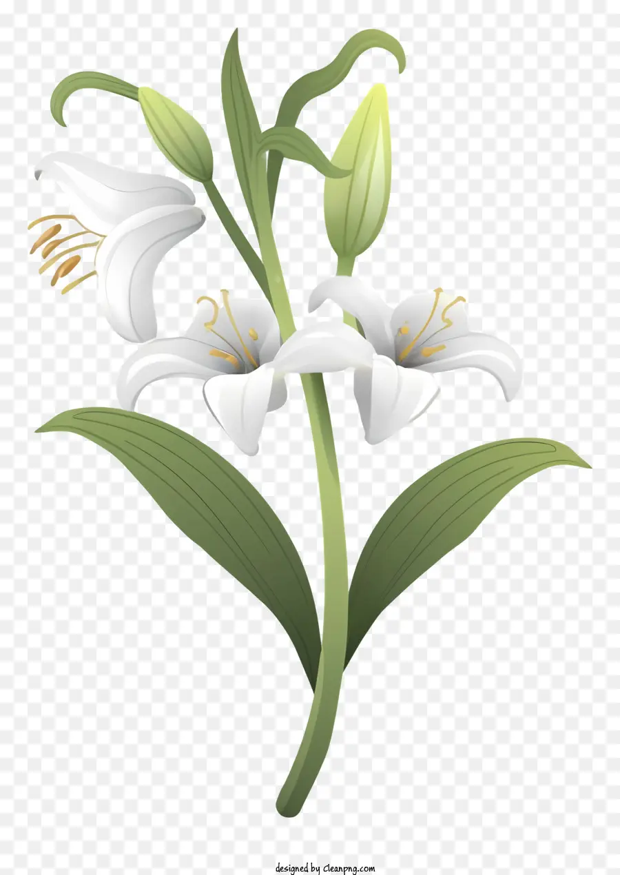 Beyaz Zambak çiçeği，Lily Sapı Ve Yaprakları PNG